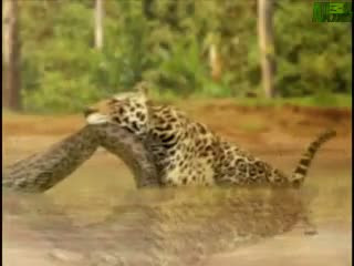 Anakonda'nın saniye saniye saldırışı - Resim: 3