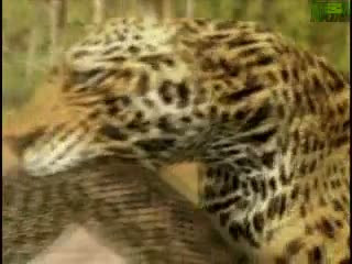 Anakonda'nın saniye saniye saldırışı - Resim: 4