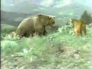 Ayı ile aslanın ölüm kalım savaşı - Resim: 1