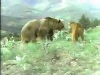 Ayı ile aslanın ölüm kalım savaşı - Resim: 2