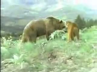 Ayı ile aslanın ölüm kalım savaşı - Resim: 3