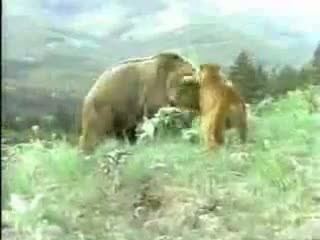 Ayı ile aslanın ölüm kalım savaşı - Resim: 4