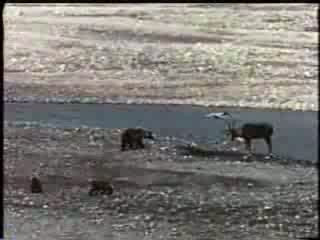 Vahşi ayının geyik avından dehşet kareleri! - Resim: 1