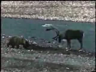 Vahşi ayının geyik avından dehşet kareleri! - Resim: 2