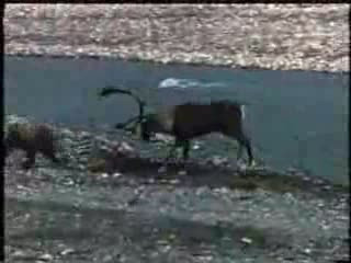 Vahşi ayının geyik avından dehşet kareleri! - Resim: 3