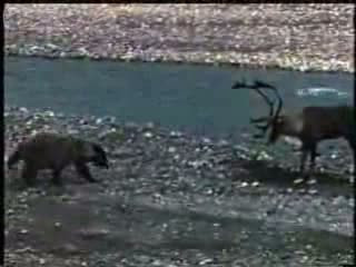 Vahşi ayının geyik avından dehşet kareleri! - Resim: 4