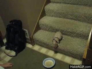 Bu gifler sizi çok şaşırtacak - Resim: 1