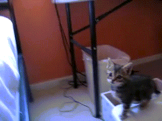 Bu hayvanlar hem sakar hem komik - Resim: 4