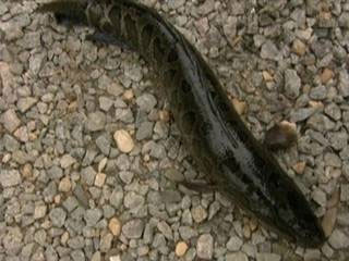 Ağaca tırmanabilen balık "fishzilla" - Resim: 3