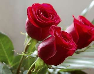 Sevgilinize çiçek verirken dikkatli olun! - Resim: 1