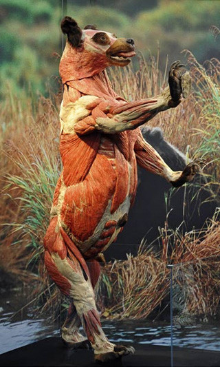 Dünyanın en ürküten sergisi - Resim: 3