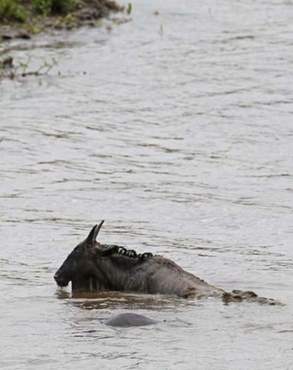 Timsahtan akıl almaz pusu - Resim: 2