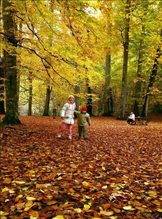 Yedigöller'de sonbahar  - Resim: 4