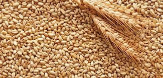 Fitre ne kadar zekat nasıl hesaplanır kimlere ne zamana kadar verilir? - Resim: 1