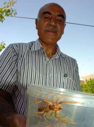 Et yiyen örümcek ürkütüyor! - Resim: 1