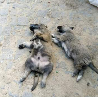 İnsanlık uslanmıyor! Erdek'te 7 hayvan katledildi - Resim: 0