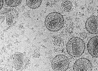 Atatürk'ü kim öldürdü? - Resim: 3