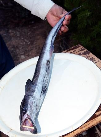 Türkiye'de ilk kez görüldü balıkçılar şoke oldu - Resim: 3