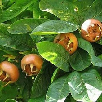 Grip ve bronşitin salgını var muşmula yiyin çare onda - Resim: 2