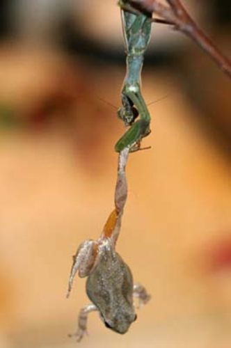 Vahşi doğanın en vahşi halleri - Resim: 4