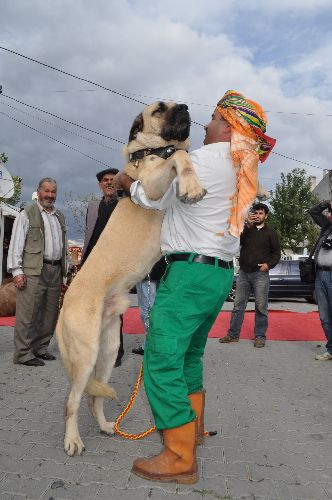 Lüks araba fiyatına köpekler - Resim: 3
