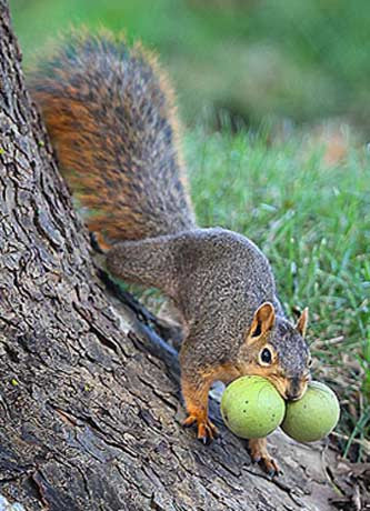 Sincabın fıstıkla zor anları - Resim: 3