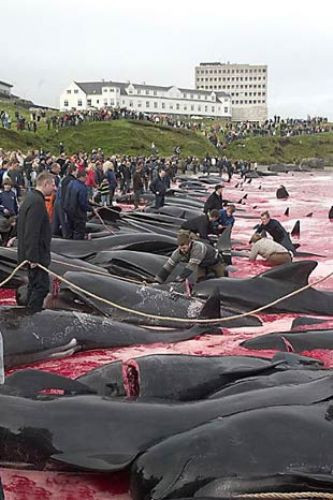 Bu katliama festival diyorlar - Resim: 4