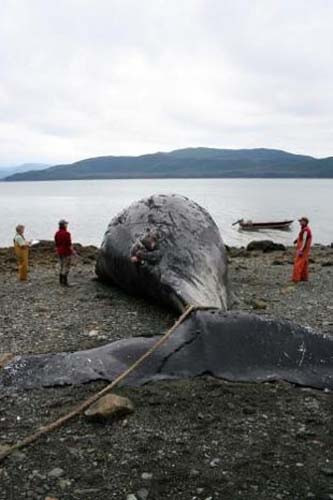 Dev Balina Gemiye Takıldı - Resim: 4