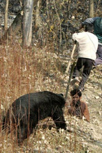 Ayının intikamı - Resim: 3