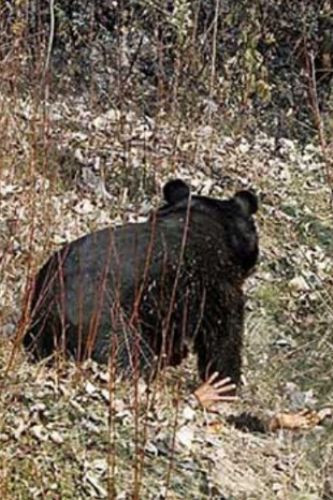 Ayının intikamı - Resim: 4
