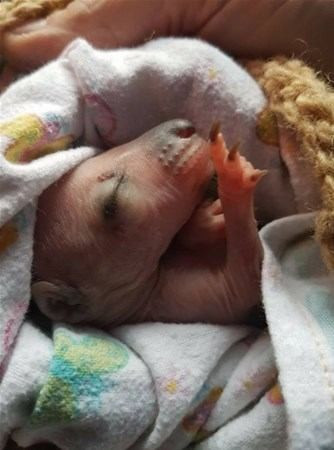 Görüntü herkesi şoke etti yanına yaklaşınca bir anda... - Resim: 2