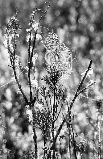 Yılan örümcek ağına takılırsa... - Resim: 1