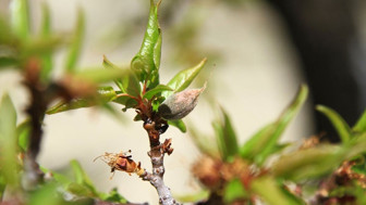 Meteoroloji'den 'zirai don' uyarısı: Birçok bölgeyi etkileyecek