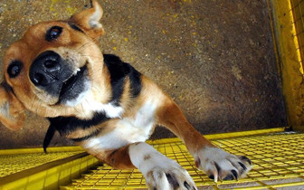 Et yiyen parazit alarmı büyüyor! Buzağı ve keçiden sonra köpekte görüldü