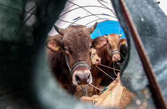 Diyanet açıkladı! 2026 vekaletle kurban kesim bedeli belli oldu