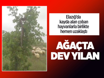 Elazığ'da ağaçta dev yılan görüntülendi çoban kayda aldı görenler inanamadı