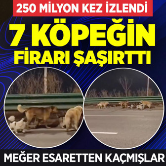 7 köpeğin firarı 250 milyon kez izlendi! Esaretten kaçtılar biri lider biri koruyucu oldu