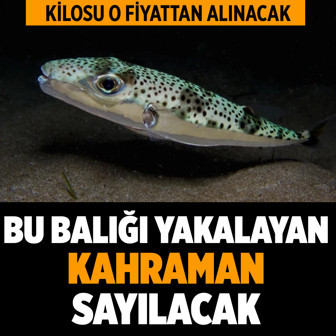 Kilosuna 285 TL verilecek! Bu balığı yakalayan kahraman sayılıyor