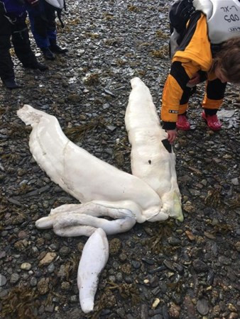 Kıyıya vurmuş halde buldular ne olduğunu kimse anlamadı - Resim: 1