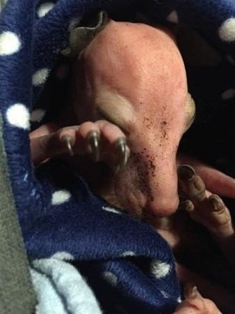 Görüntü herkesi şoke etti yanına yaklaşınca bir anda... - Resim: 3