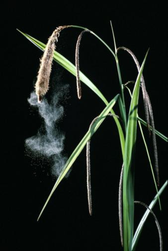 Astım ve alerjiyi tetikleyen 10 etken  - Resim: 2