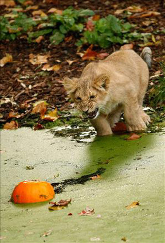 Hayvanlar aleminin o anları - Resim: 2
