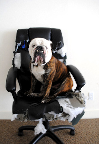 Yalnız kalıp sıkılınca! - Resim: 1