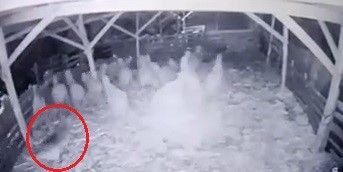 Kurt ahıra girdi koyunlara böyle saldırdı kuzuyu alıp kaçma anları güvenlik kamerasında - Resim: 1