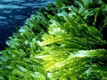 Hangi bitki hangi kansere iyi geliyor? - Resim: 3