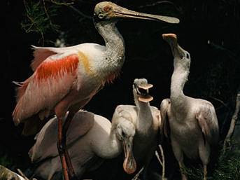 Dünyayı değiştiren fotoğraflar - Resim: 3