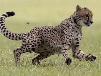 Dünyanın en hızlıları - Resim: 3