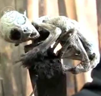 Dünyadan en ilginç kareler - Resim: 3