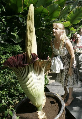Dünyanın en büyük çiçeği - Resim: 1