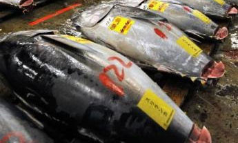 Bu balık villadan daha pahalı! - Resim: 3